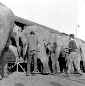 154157 Afbeelding van de aankomst van de olifanten van Circus Krone per trein te Utrecht.